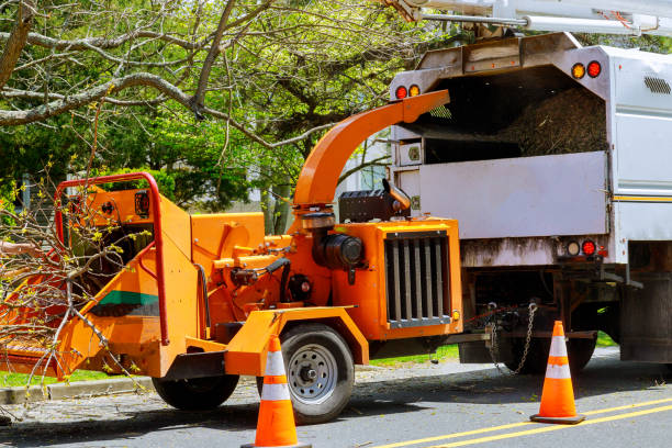 Reliable Canadian, TX  Tree Services Solutions